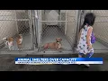 Hawaii Humane Society cutting adoption fees as shelters sit over capacity