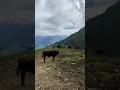 Download Lagu #switzerland #nature #traditional #cow #paradis #spectacular #beautiful 🇨🇭🇨🇭💫💫