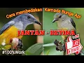 Lagu Cara membedakan Burung Kemade bunga api Jantan dan Betina || Kemade api / Cabai Jantan dan Betina