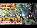 Lagu TELITI...‼️ PERAWATAN WAJIB PERKUTUT ANGGUNGAN AGAR SEHAT BEBAS PENYAKIT
