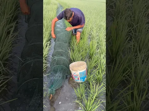 Amazing village fishing #fishing #handfish #fish