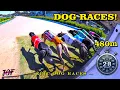 Greyhound Racing - The Most Intense Races Ever Captured