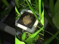 Lagu belut makan pasta