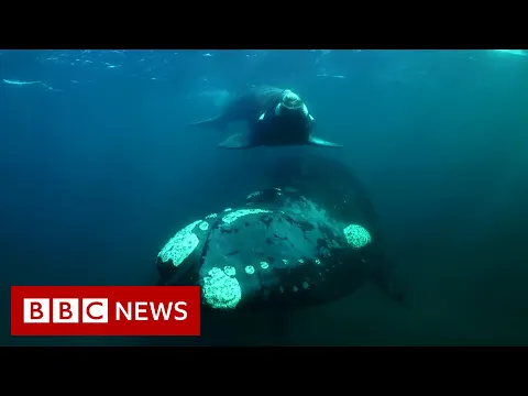 Tracking the surprise migration of southern right whales - BBC News