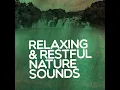 Springtime Bird Song - The Sounds of Earth Group