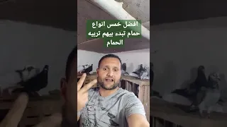 افضل انواع تبدء بيها تربيه الحمام لكل مبتدء 