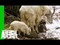 Download Lagu Baby Mountain Goat Learns To Follow In His Mother's Footsteps | North America