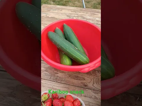 la récolte du jour 😋