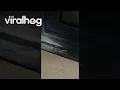 Download Lagu Grote schorpioen gevonden op Airbnb || ViralHog