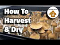 How To HARVEST And DEHYDRATE Your Mushrooms