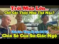 Download Lagu Trời Mưa Lớn… Các Sư Phụ Như Thế Nào? Chú Cún Vàng Mất Tích Đã Về ☘️Sư Giác Ngộ Chia Sẻ #thayminhtue