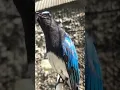 Download Lagu BURUNG TLEDEKAN LAUT GACOR Suara Jernih Cocok Untuk MASTERAN dan PANCINGAN