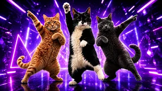 3 Cats dancing to Bemax - Funk MrBeat Rizz [AMV]