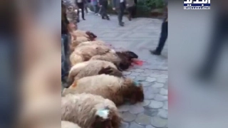 نحر خراف وتكبير في عين التينة  نحر خراف وتكبير في عين التينة