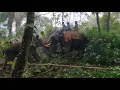 Download Lagu Capturing wild Elephant by Arjuna - The Mysore Dasara Golden Howdah Elephant!
