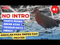 Download Lagu Suara Pikat Tikusan Mata merah atau beker ampuh ...