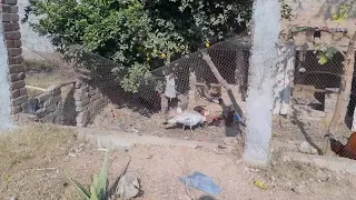 Beuty Full Hens And Chicks And Another My Pets First Vlog