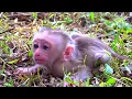 Download Lagu Beloved Mom Monkey Loyce Teach Newborn Baby Monkey Jacee Learn Walking And Happy Animal Live #HM30