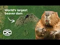 Download Lagu This Beaver Dam is So Huge, You Can See It from Space | Climate Heroes