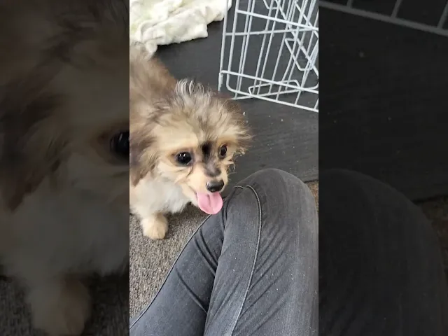 動画