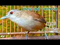 Download Lagu pelanduk semak cuman bunyi pagi sore auto pancing dengan ini lihat reaksinya..gacor 24 jam