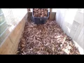 Working On Gamefowl Chicken Pen Maintenance