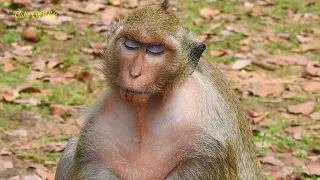 Download Oh super sad monkey Dana monkey so fatigued \u0026 too weak what going on MP3