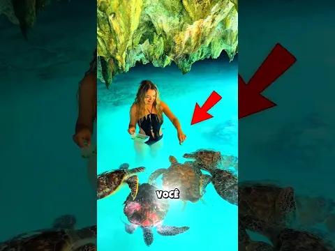 Por Que Você Não Deve Ficar Perto De Uma Tartaruga? 😱