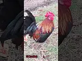 Download Lagu Kokok ayam Kate Asli Jawa Silangan dari galus bankiva yang sudah seri akhir....