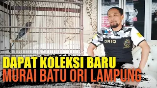 Download Dapat Koleksi Murai Ori Lampung MP3