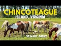 The Land Where Ponies Roam Exploring Chincoteague Island Virginia