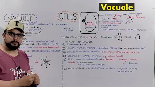 Vacuole Types and Functions of Vacuole Plant Central Vacuole Detailed Series