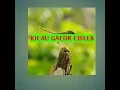 Download Lagu ciblek ngebrem gacor