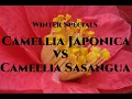 Download Lagu Winter Specials 2022 Camellia Japonica vs Camellia Sasangua How to grow camellias Gardeners' World