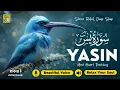 Download Lagu Relaxing Surah Yasin for Sleep, Depression, \u0026 Anxiety ✦ Yaseen سورة يس ✦ Majestic Quran ✦ Hejazi