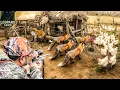Download Lagu Over 100 Perfect Shots! How American Hunters Battle Millions of Wild Boars and Red Foxes