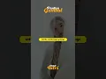Download Lagu Pantun Gombal untuk Istri biar makin sayang