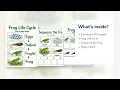 Frog Pond Changes Frog Life Cycle Worksheet Printable PDF Etsy 05
