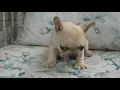 PuppyFinder com Fawn Male