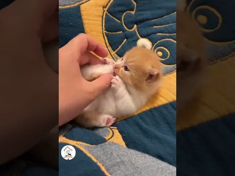 Fluffy Cute Furball Kitties To Make Your Day Cute Cats Videos 😺😍😘 -EPS1363 #cutenessoverload
