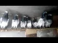 tadi kabootar 03060305384