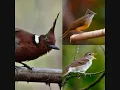 Download Lagu masteran burung cililin,sikatan londo dan kapas tembak