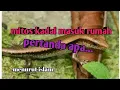 Download Lagu mitos kadal masuk rumah pertanda apa..