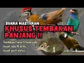 Download Lagu MASTERAN TEMBAKAN PANJANG! Tupai kekes, cililin, tengkek buto, tepus kepala abu, dll