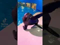 Download Lagu Wait, they don’t love you like you like I love you (sea lions🦭) credit: aqniagara on tt
