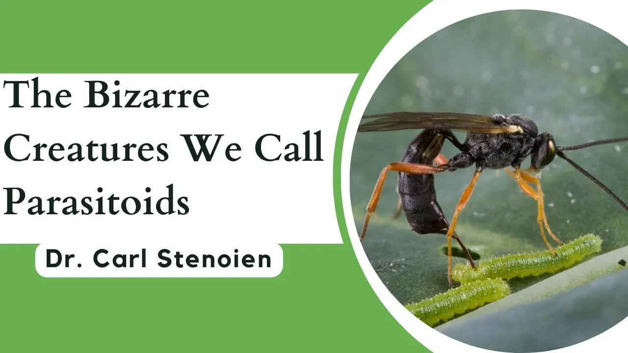The Bizarre Creatures We Call Parasitoids | NBTI