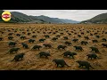 Download Lagu Jepun Bawa Pembunuh Ular ke Sebuah Pulau - 25 Tahun Kemudian Semua Orang Terkejut!