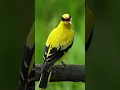 Penyanyi alami yang mengenakan mantel emas. Burung liar. Burung Oriole tengkuk hitam (Oriolus chinensis). #burung