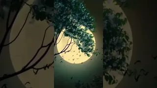 لا تشكو للناس جرحا انت صاحبه    لا يؤلم الجرح الا من به الألم دندنها