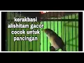 Kerakbasi alis hitam gacor untuk memancing kerak basi lain biar ikut bunyi